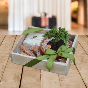 Bonsái-mini-manzano-Regalos-Quito UIO