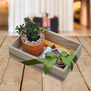 Bonsái-mini-manzano-Regalos-Quito UIO