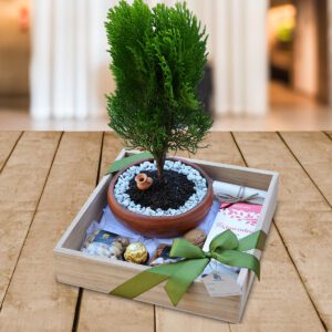 Caja-de-Regalo-Bonsai-Dorado-Regalos a Domicilio Quito UIO