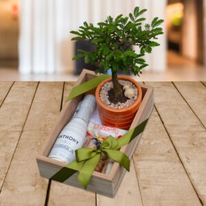 Caja-de-Regalo-Mini-Bonsai-Acacia-Dormilona-Regalos Quito