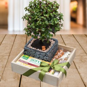 Bonsái-Jade-Regalos-Quito UIO