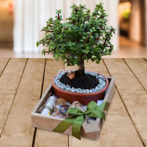 Bonsai-Jade-Regalos Quito