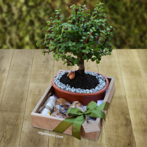 Bonsai-Jade-Regalos-Quito-CUAD