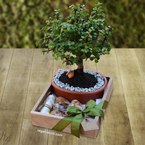 Bonsai-Jade-Regalos-Quito-CUAD