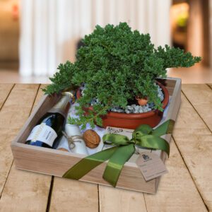 Bonsai-Junipero-Regalos-Quito