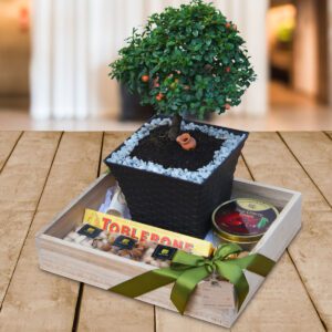 Bonsai-Manzano-Regalos-Quito UIO