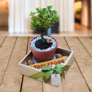 Bonsai-Mini-Buxo-Regalos-Quito UIO