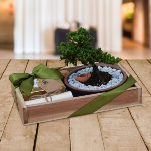 Bonsai-Mini-Junipero-Regalos-Quito UIO